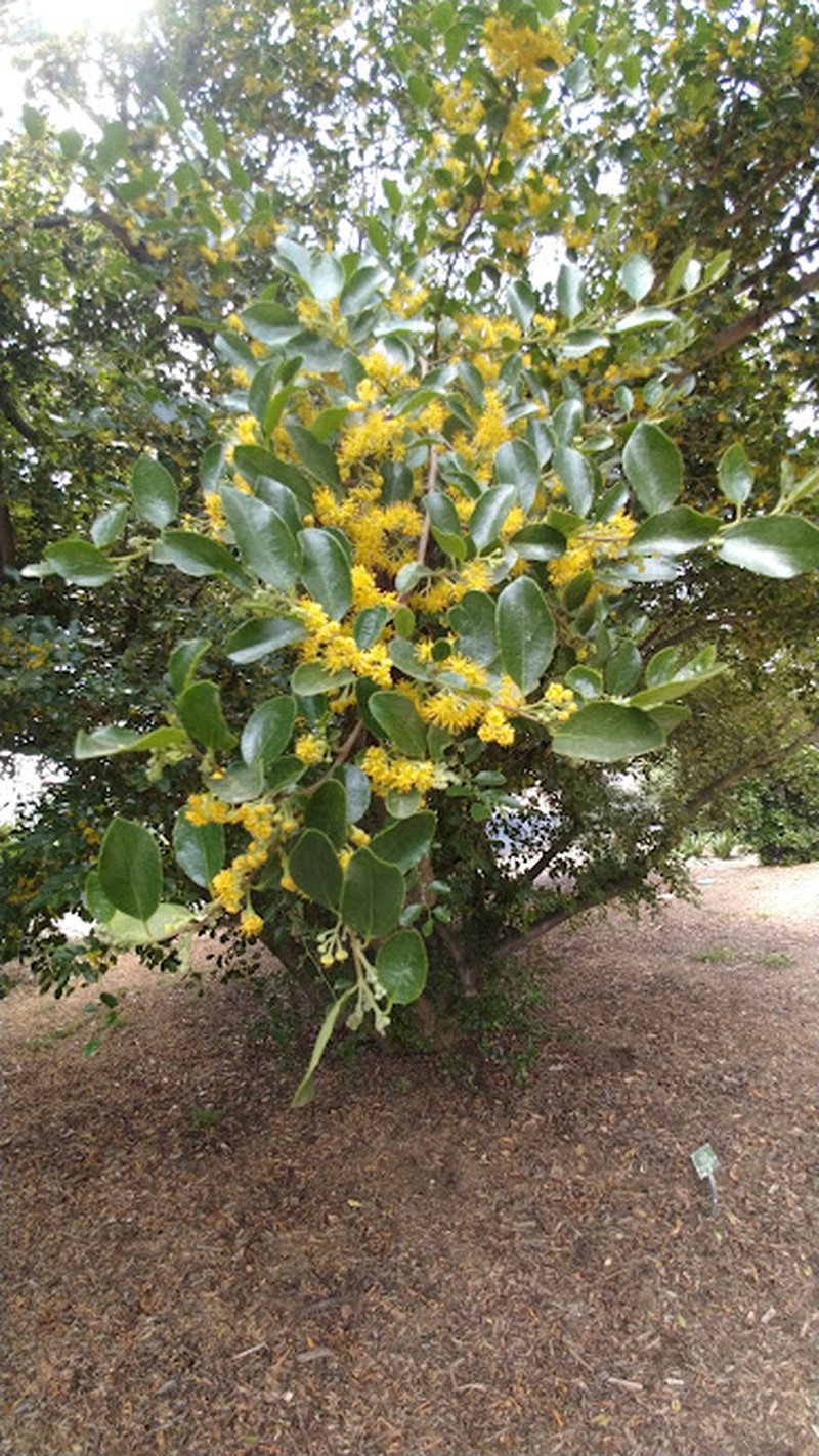 Azara celastrina