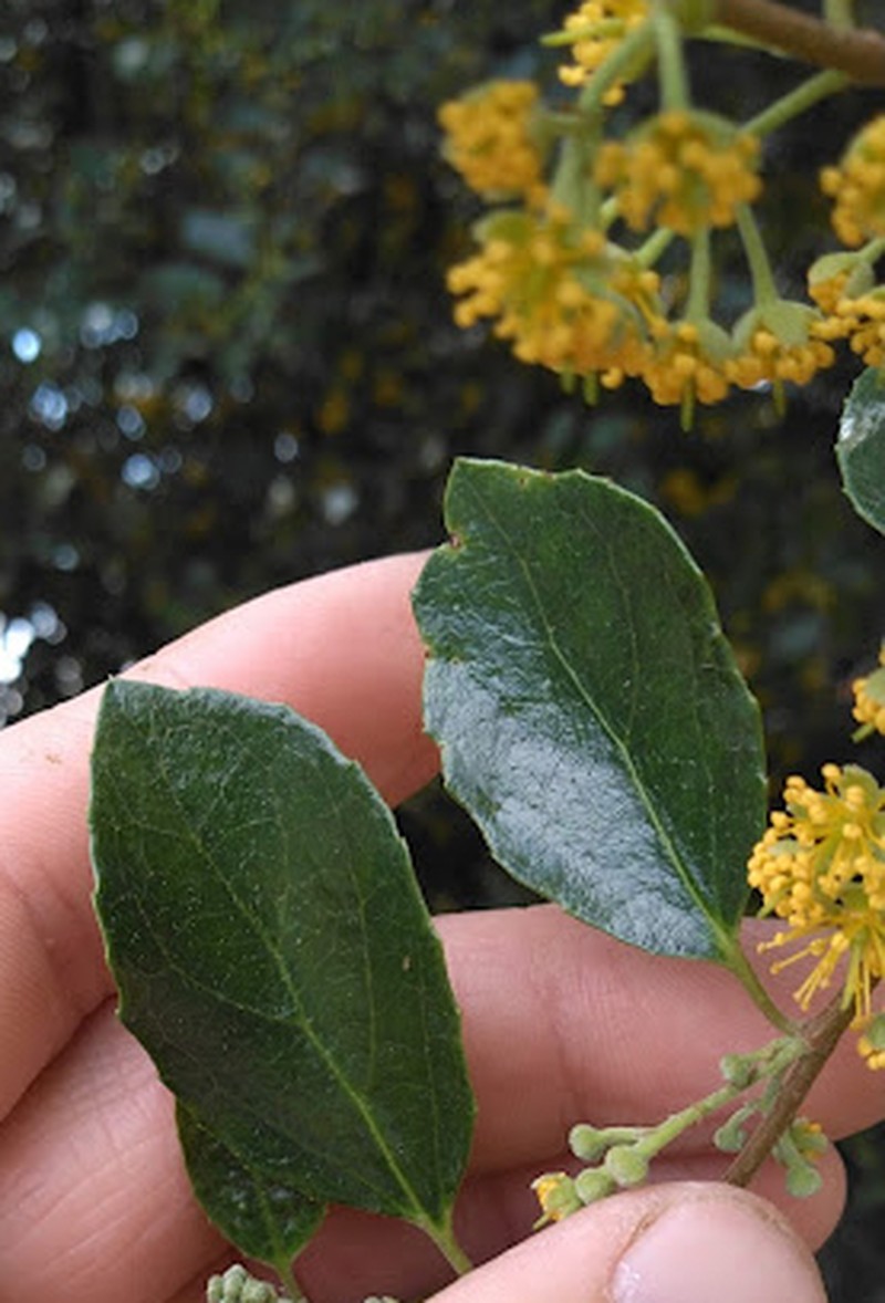 Azara celastrina photo 2