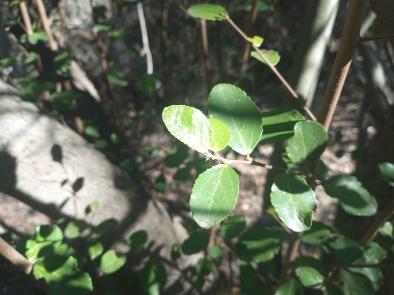 Azara celastrina photo 3