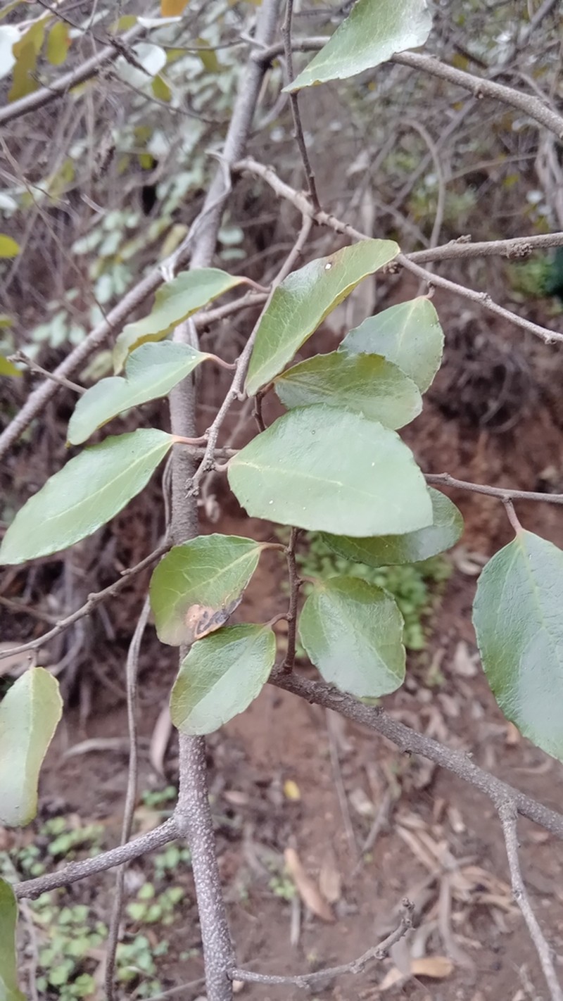 Azara celastrina photo 4