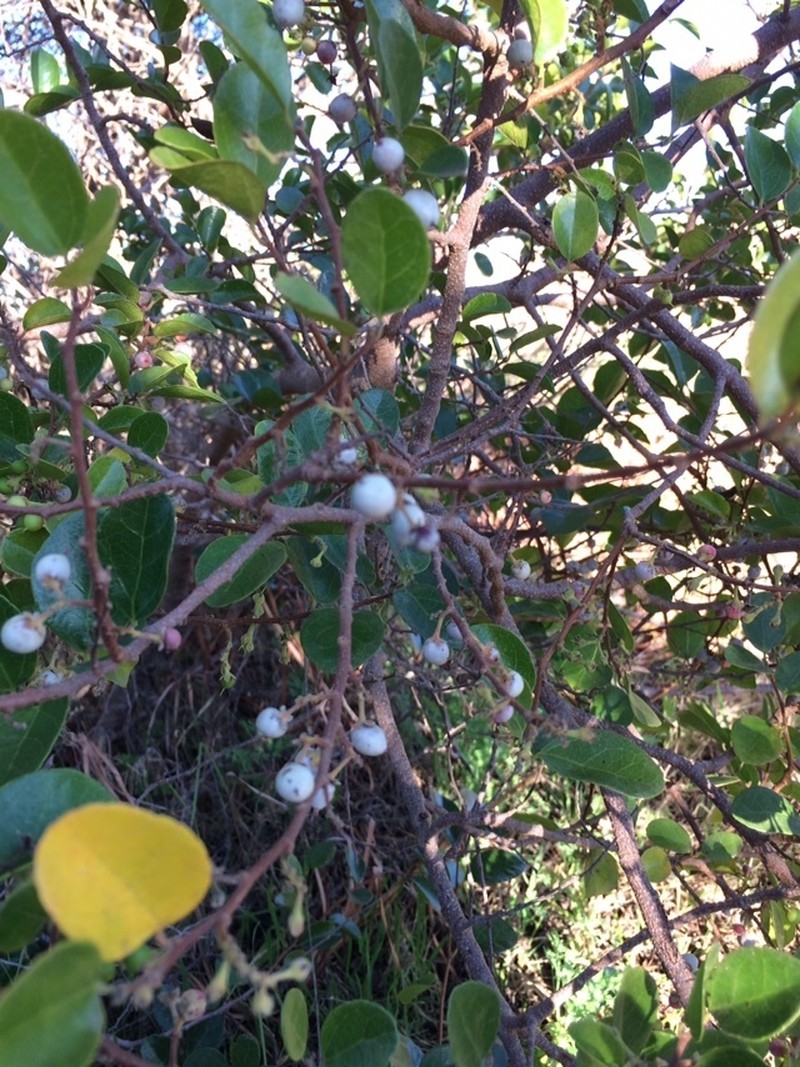 Azara celastrina photo 5