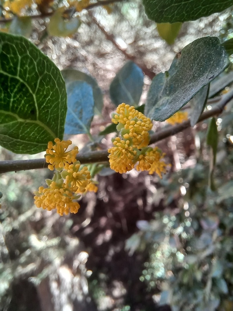 Azara celastrina photo 6