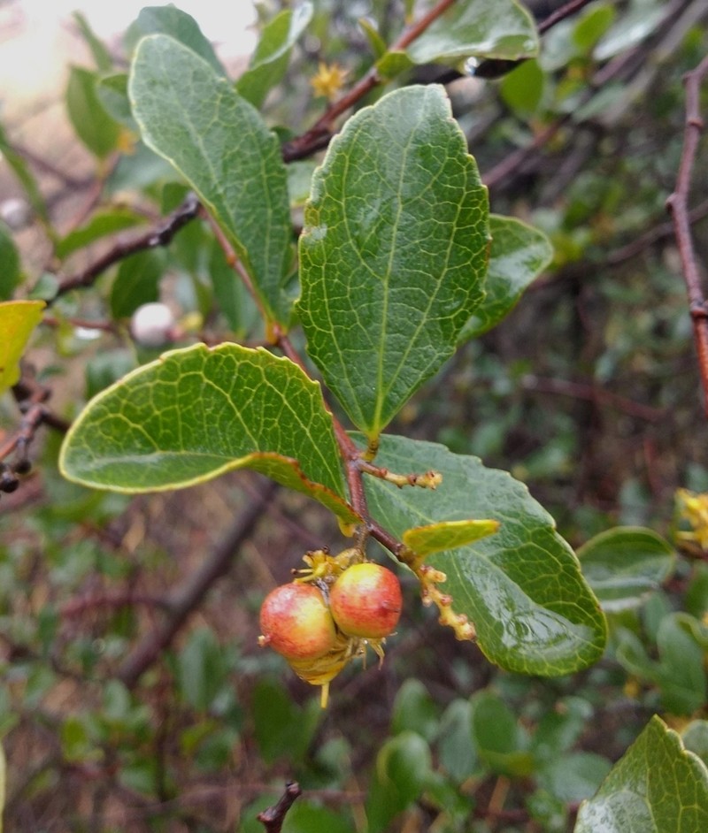 Azara celastrina photo 7