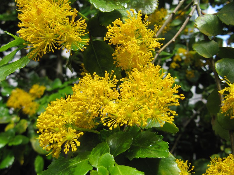 Azara dentata