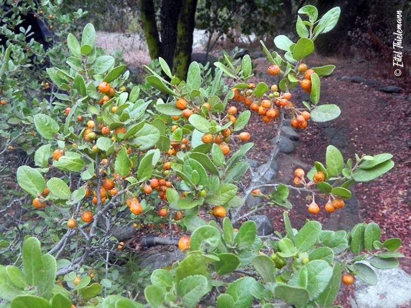 Azara dentata photo 2