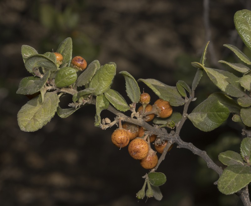 Azara dentata photo 3