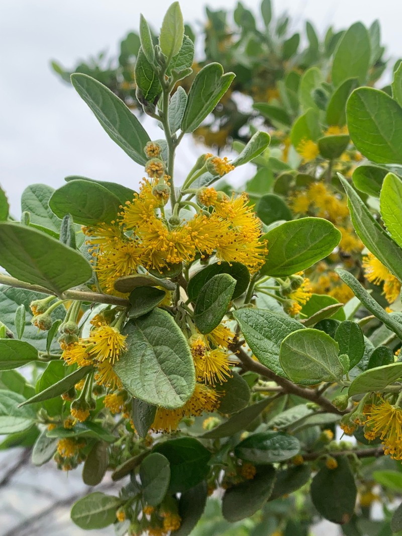 Azara dentata photo 4