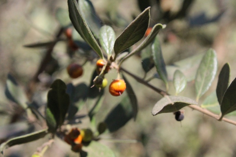 Azara dentata photo 5