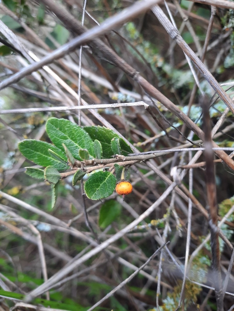 Azara dentata photo 6