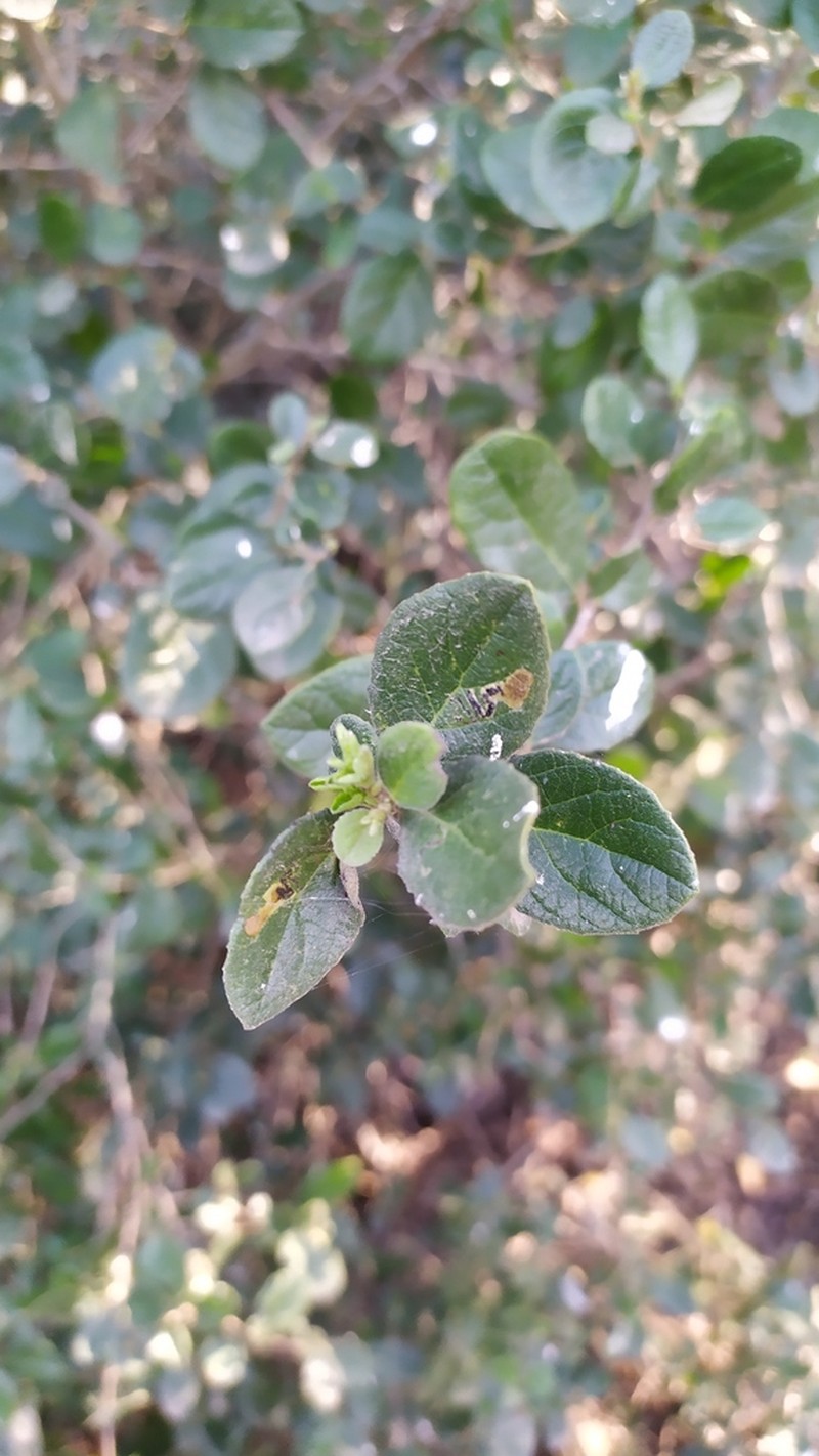 Azara dentata photo 7