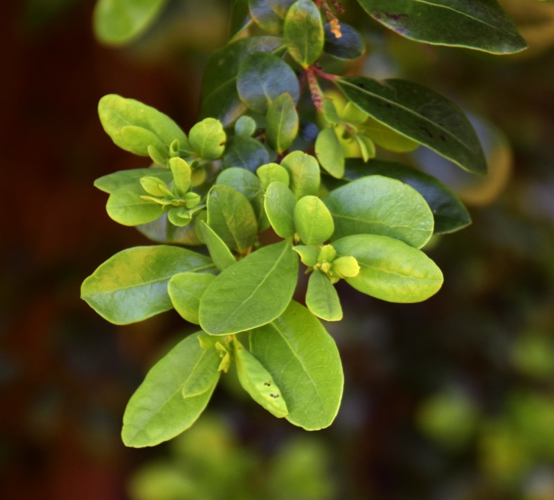 Azara integrifolia