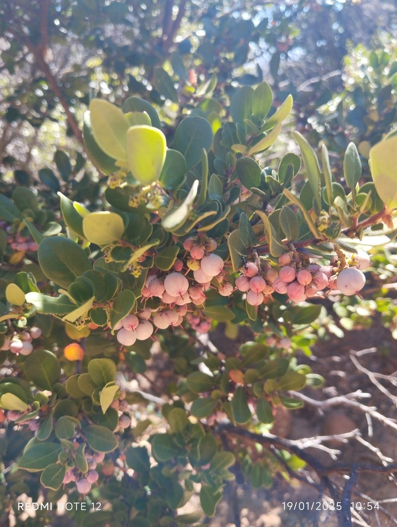 Azara integrifolia photo 2