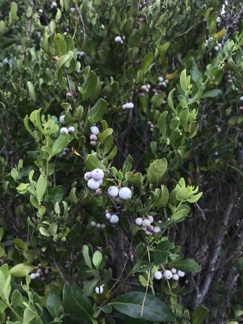 Azara integrifolia photo 3