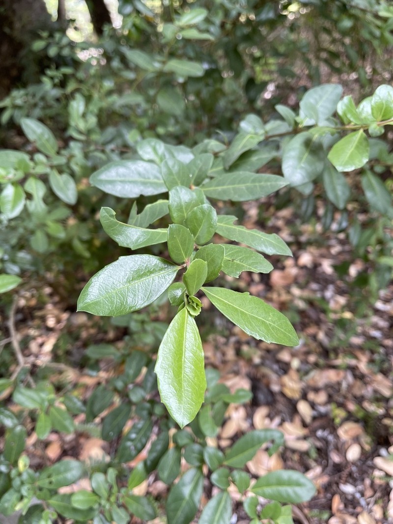 Azara integrifolia photo 4