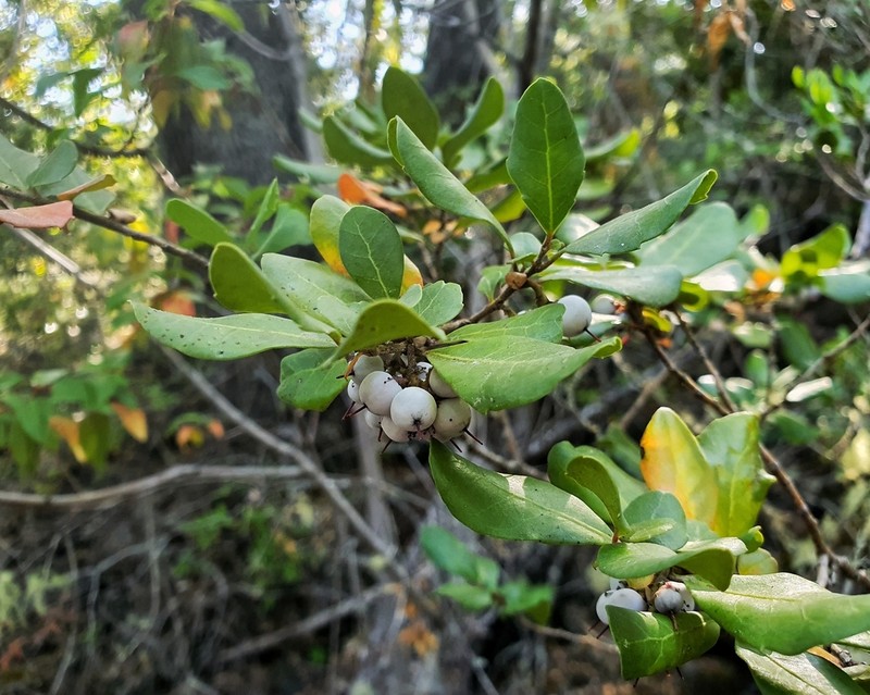 Azara integrifolia photo 5