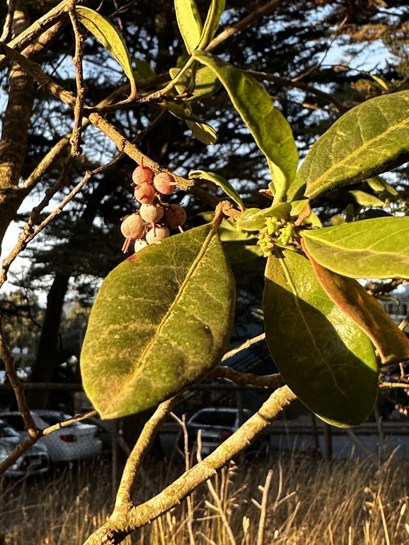 Azara integrifolia photo 6