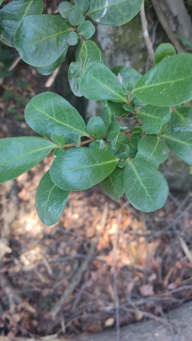 Azara integrifolia photo 7