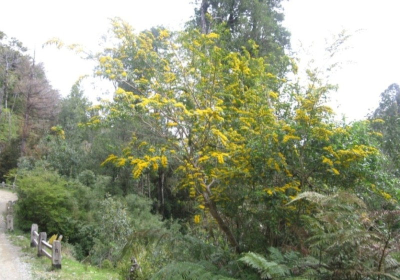 Azara lanceolata photo 2