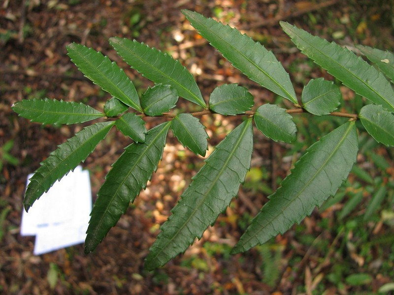 Azara lanceolata photo 3