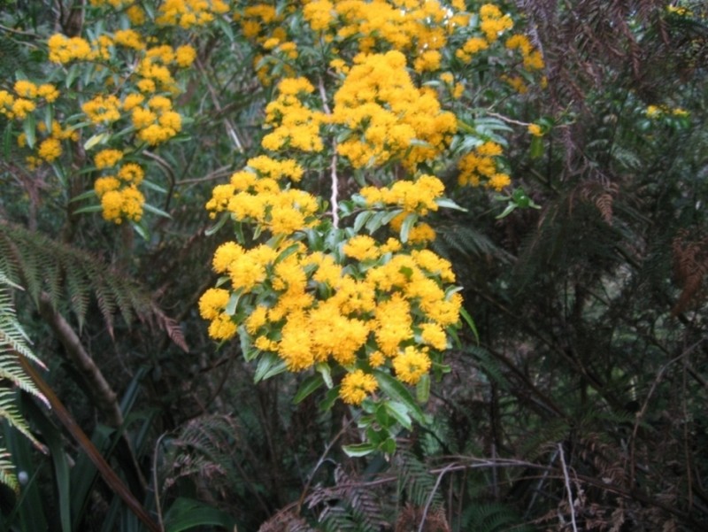 Azara lanceolata photo 4
