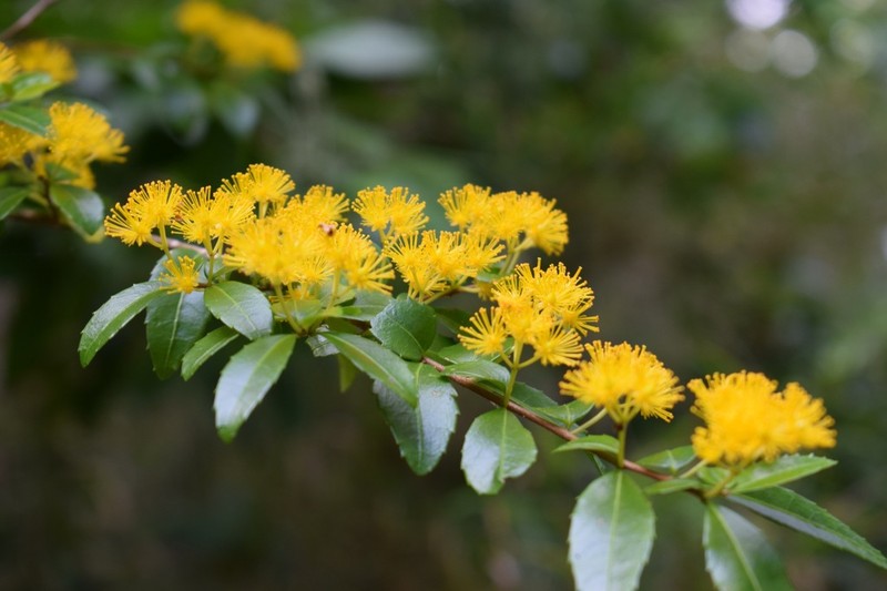 Azara lanceolata photo 5