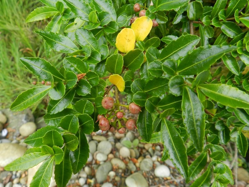 Azara lanceolata photo 6