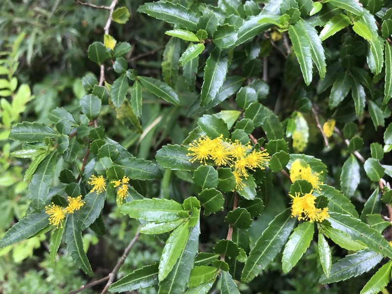 Azara lanceolata photo 7