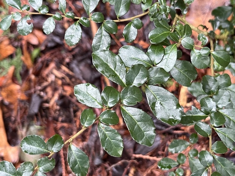 Azara microphylla photo 2