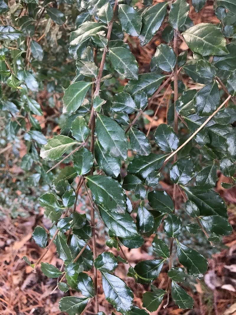Azara microphylla photo 3