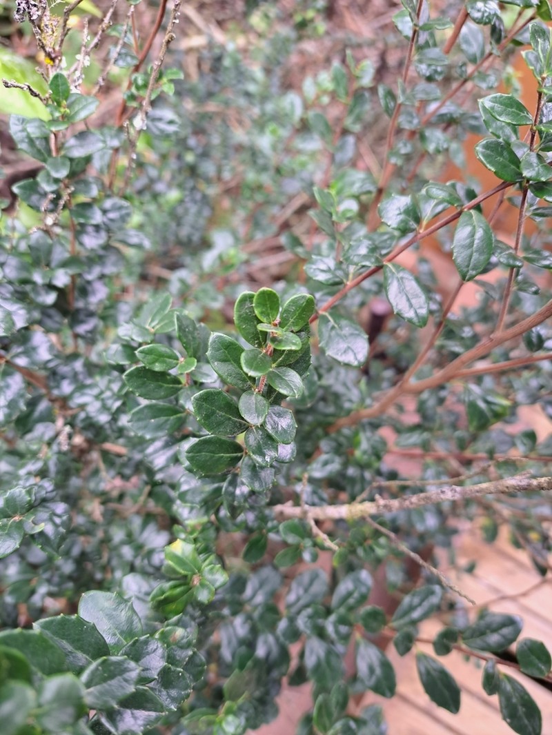 Azara microphylla photo 4