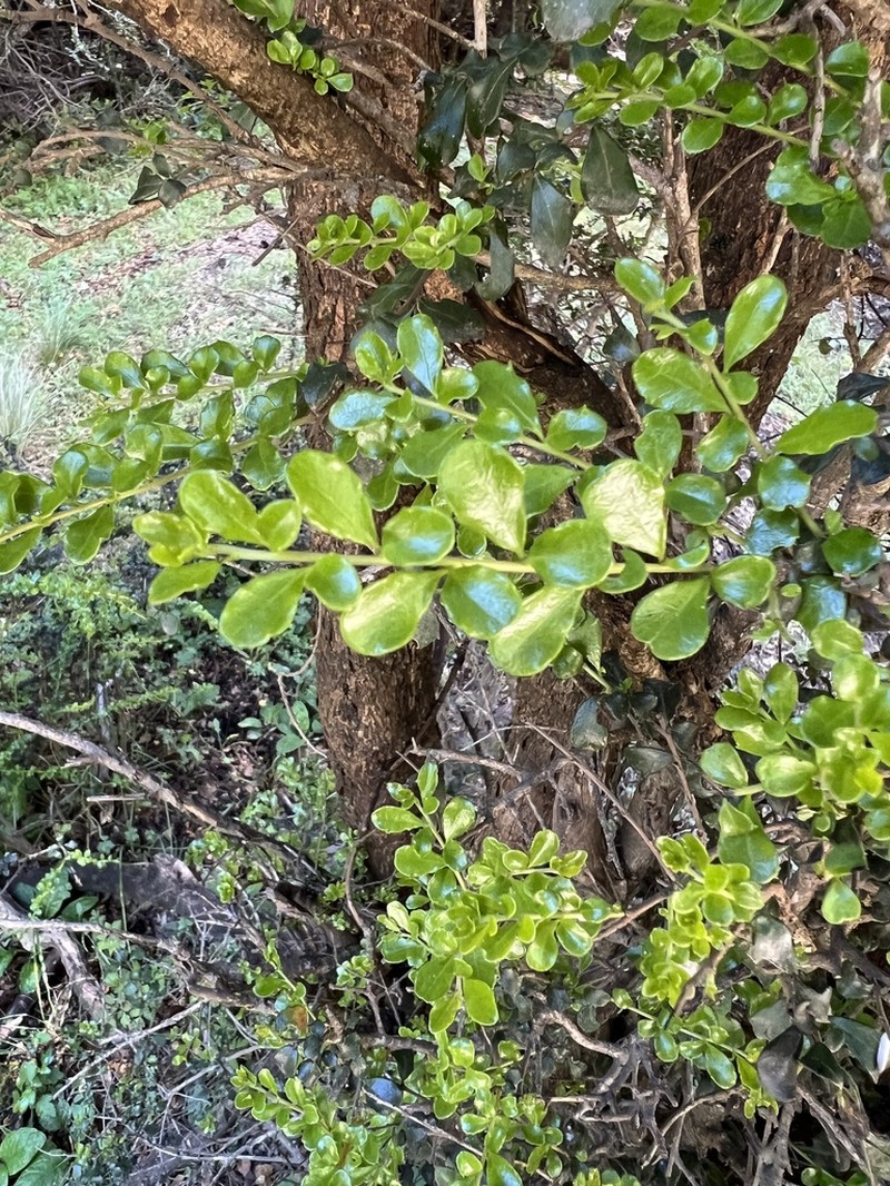 Azara microphylla photo 5