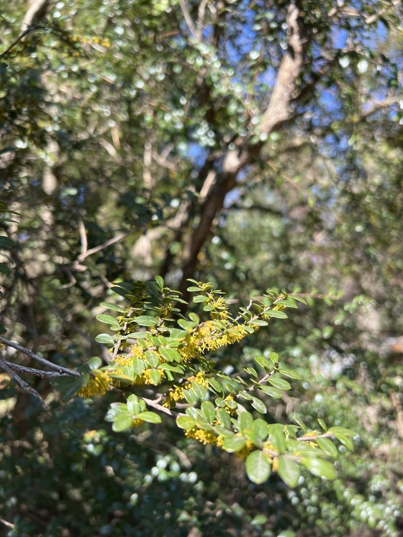 Azara microphylla photo 6