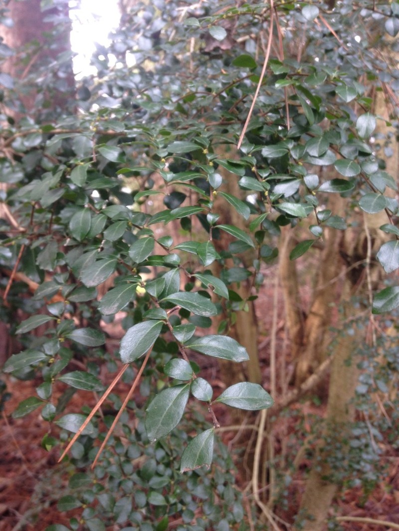 Azara microphylla photo 7
