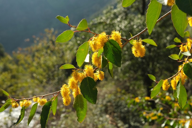 Azara petiolaris photo 2