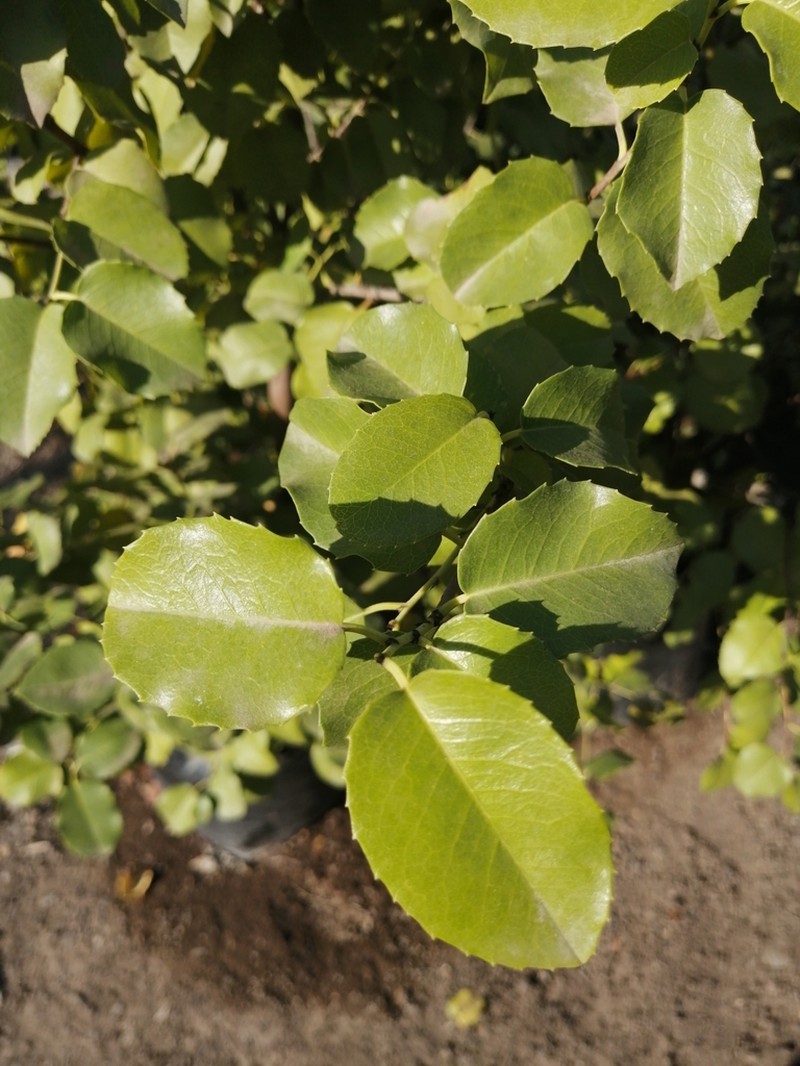 Azara petiolaris photo 3