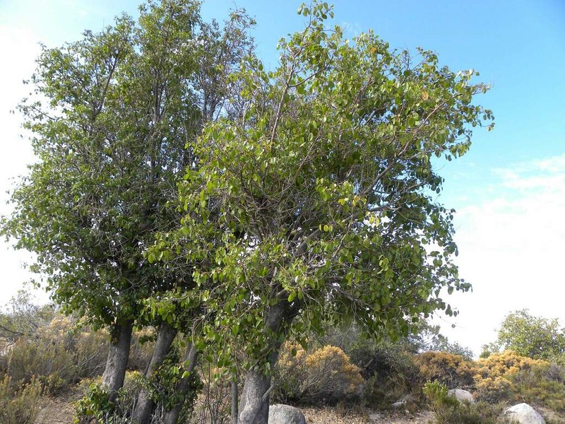 Azara petiolaris photo 4