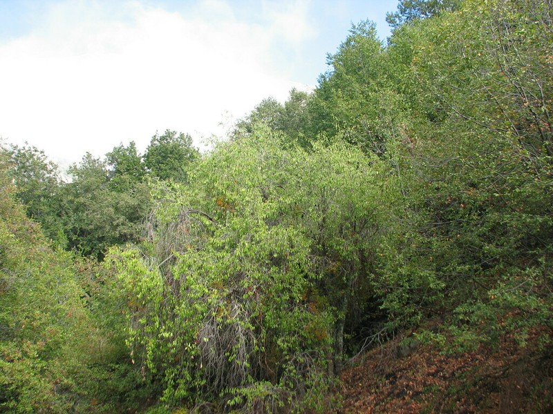 Azara petiolaris photo 5