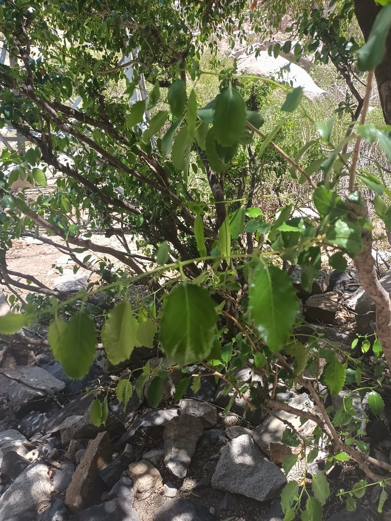 Azara petiolaris photo 6