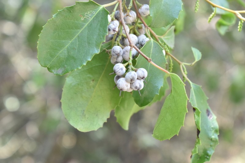 Azara petiolaris photo 7