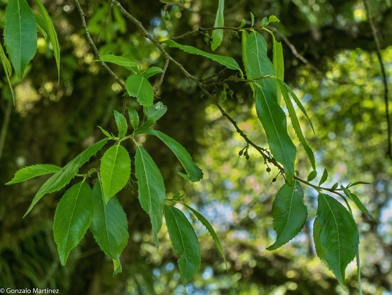 Azara salicifolia