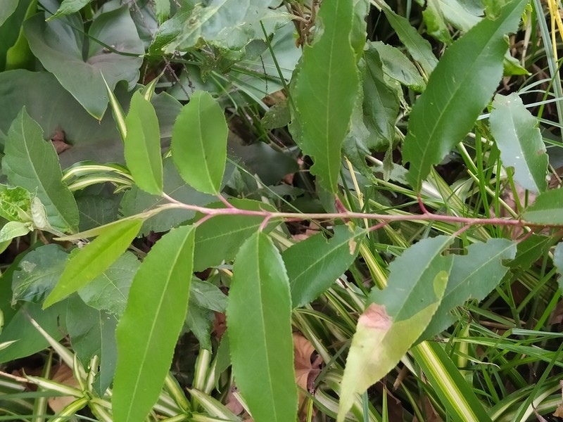 Azara salicifolia photo 2