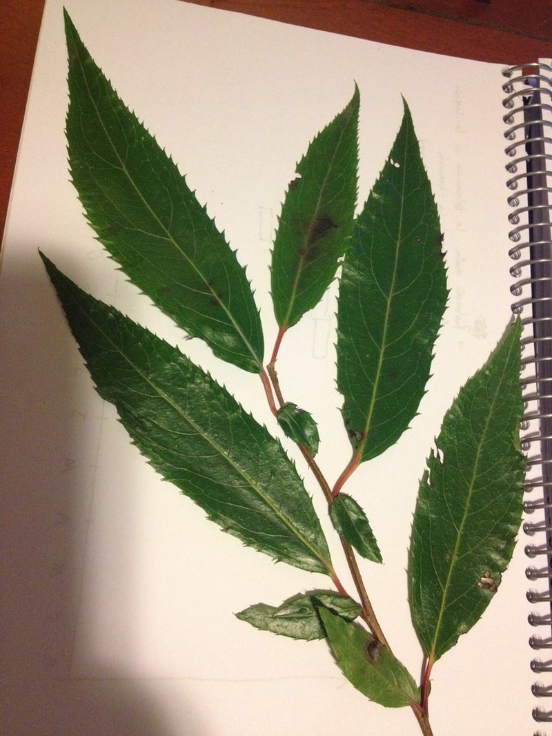 Azara salicifolia photo 3