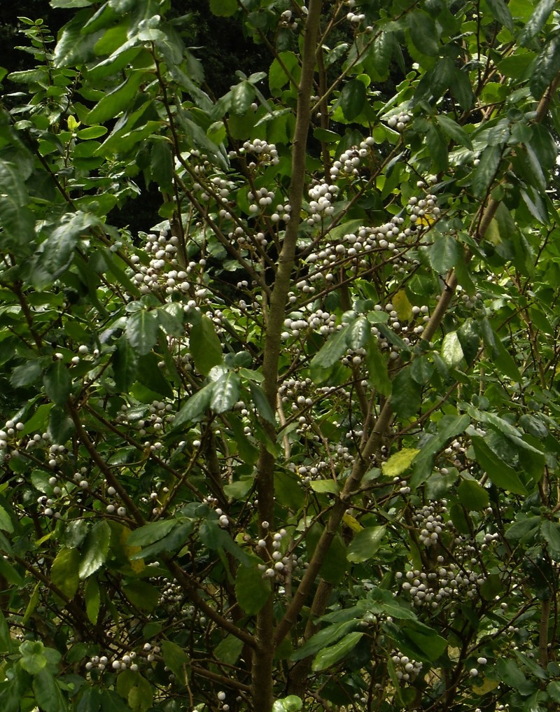 Azara serrata