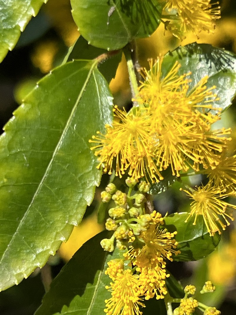 Azara serrata photo 2