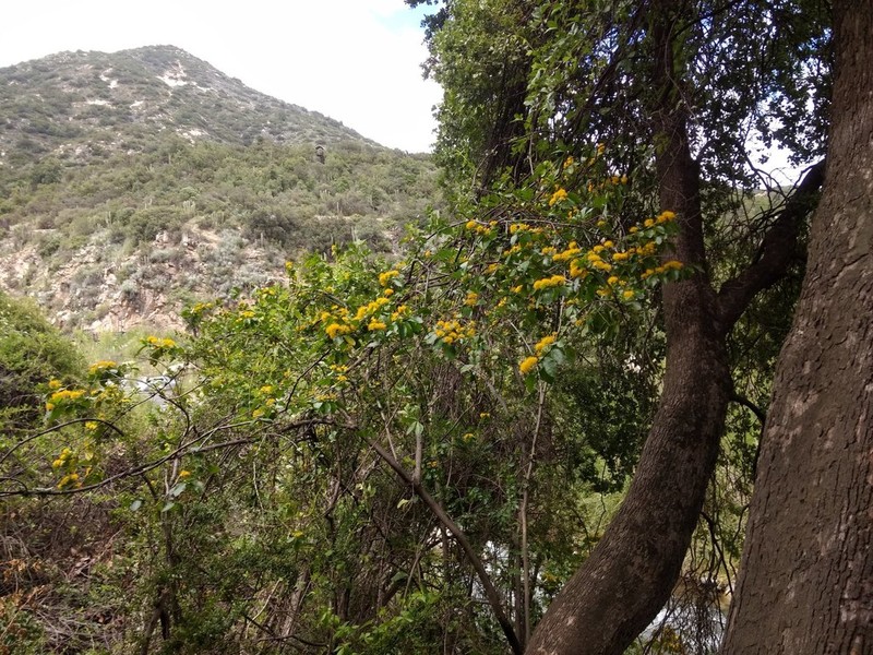 Azara serrata photo 3
