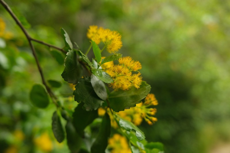Azara serrata photo 4