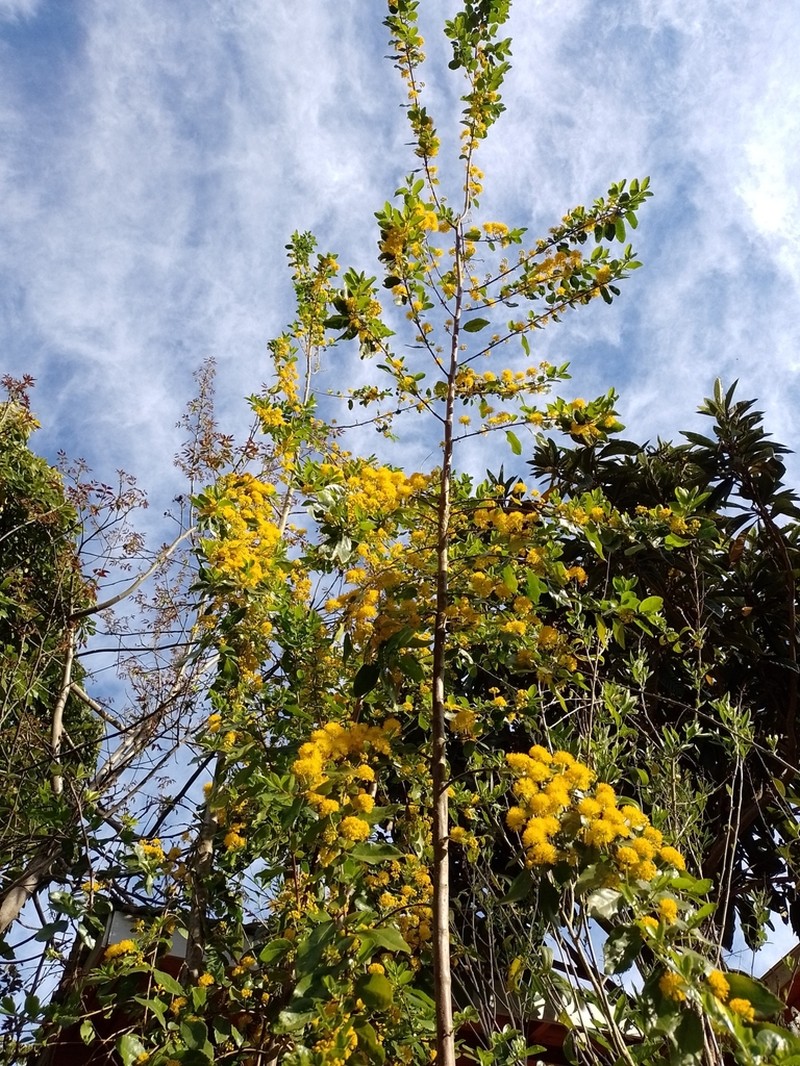 Azara serrata photo 5