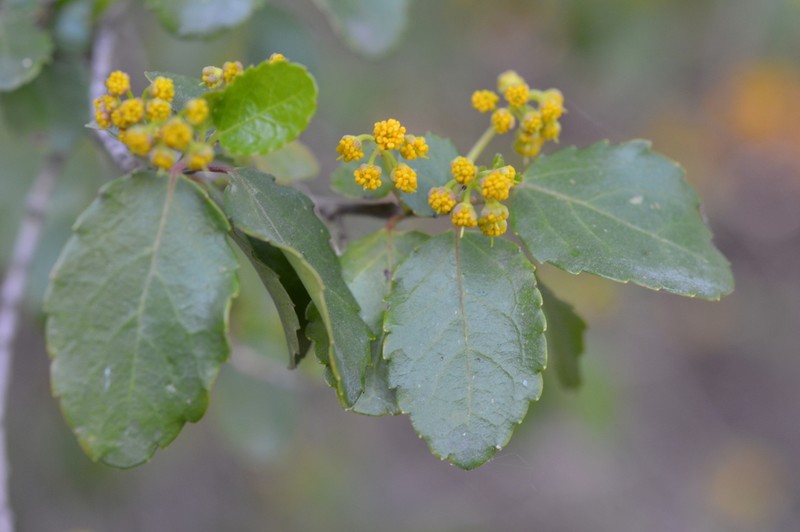 Azara serrata photo 6