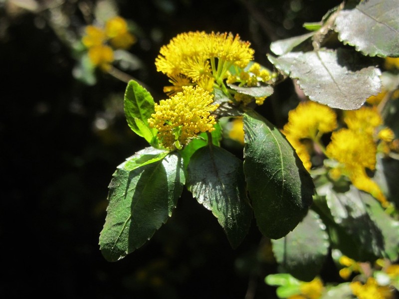 Azara serrata photo 7