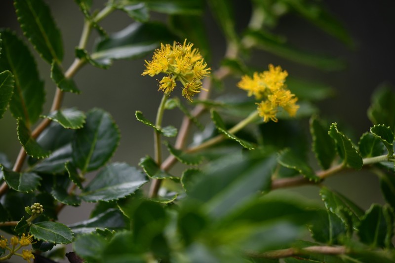 Azara serrata var. fernandeziana